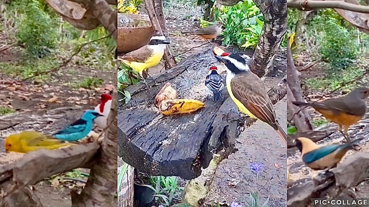 Fiz um comedouro de pássaros e me surpreendi: muitas aves vieram 🦜 🐥