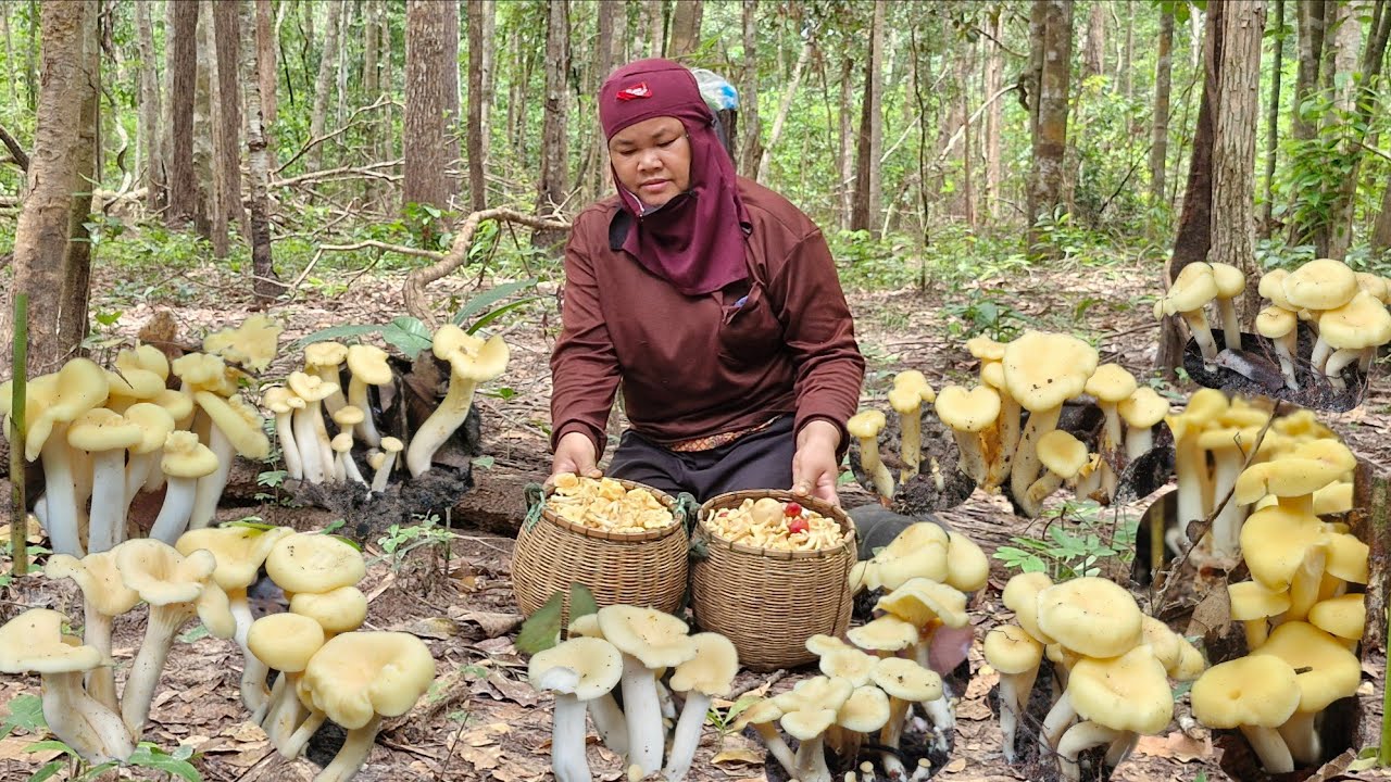 เดินทางขึ้นหลังเขาผ่าดงเห็ดมันปูยังคงเกิดไม่ถอยเจอเป็นหมู่เป็นกลุ่มหมานจนได้ทำสอง EP 11/สค/68