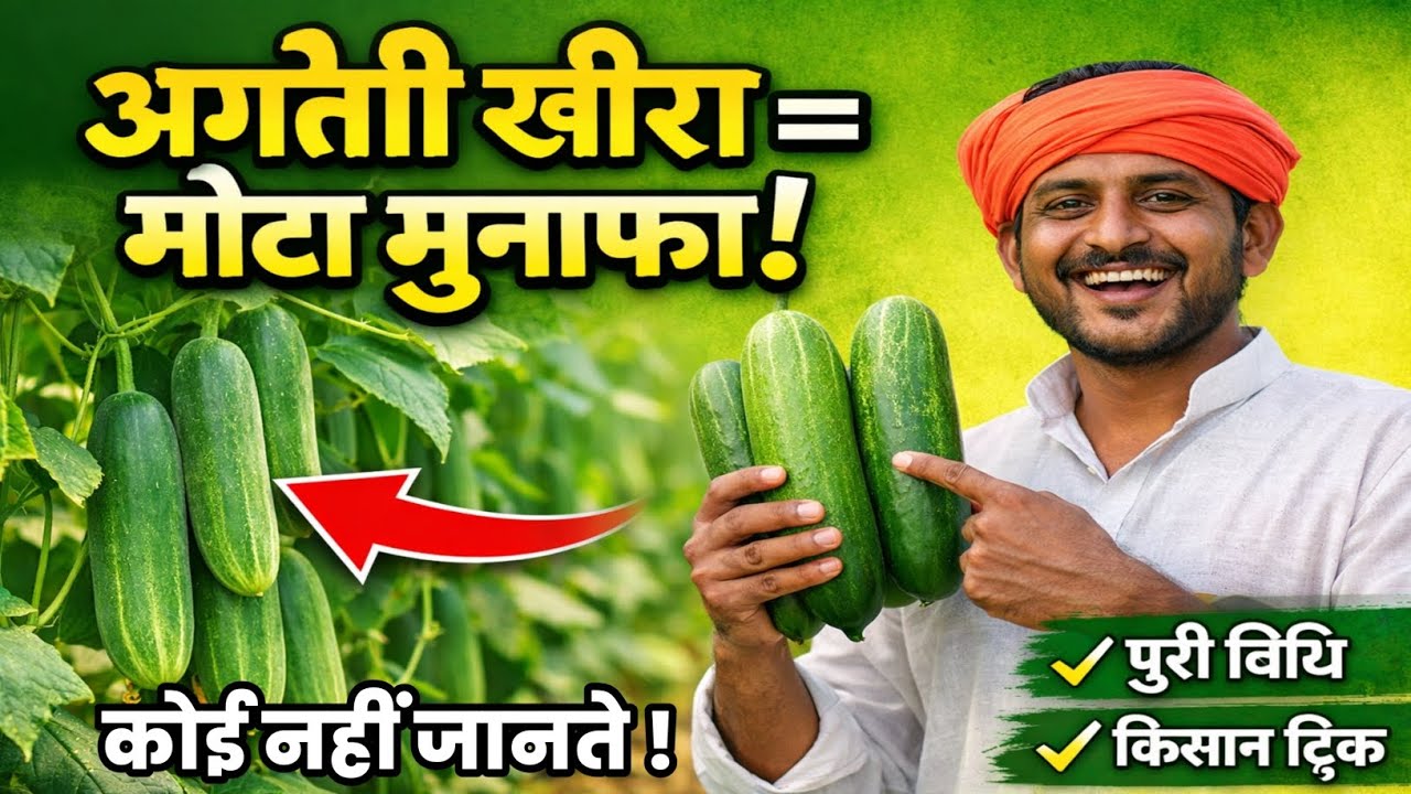 गेहूं के बाद अगेती खीरे की खेती | 40 दिन में बंपर पैदावार | किसान जरूर देखें | Khire Ki Kheti