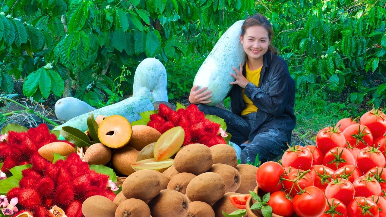 Harvesting Garden of Giant Melon, Sapodilla, Tomatoes Goes To Market Sell - Daily life | Tieu Lien