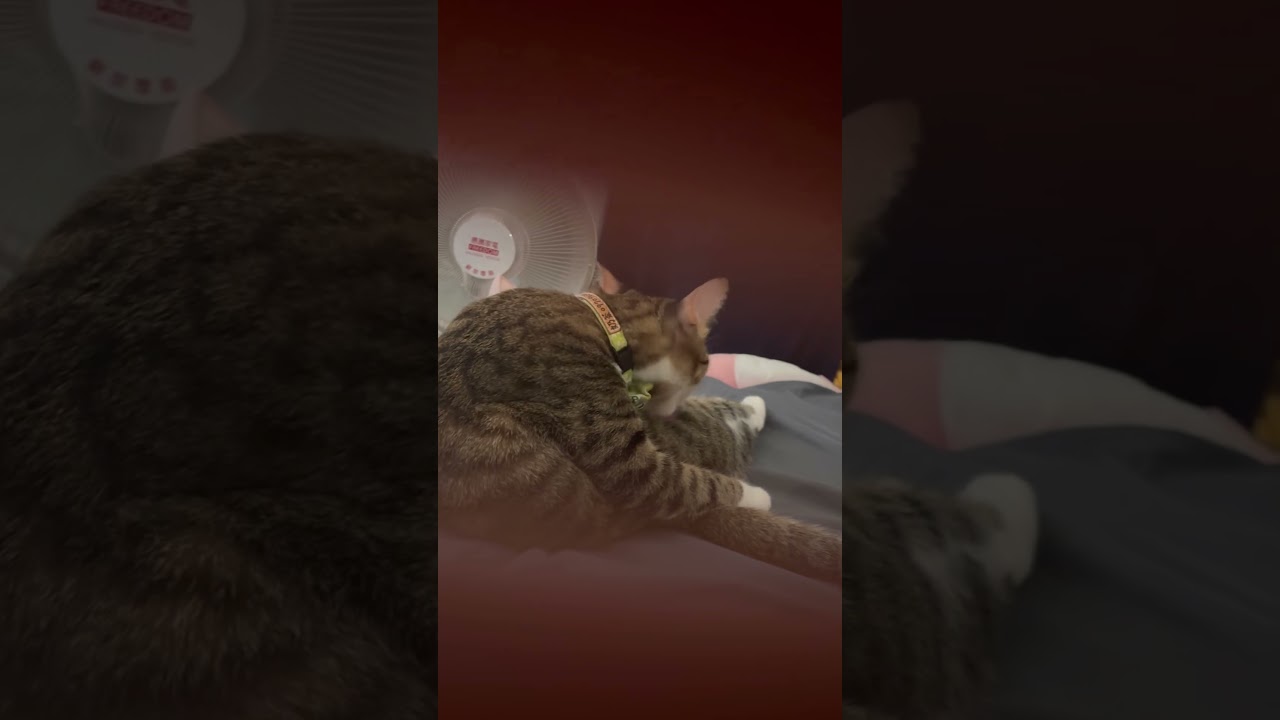 Cute cat licking feet 