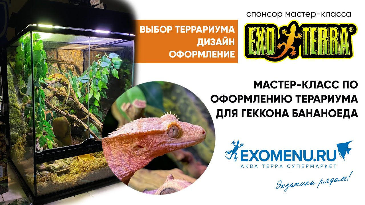 Онлайн мастер класс с EXO TERRA! Оформляем террариум для геккона бананоеда. (запись)