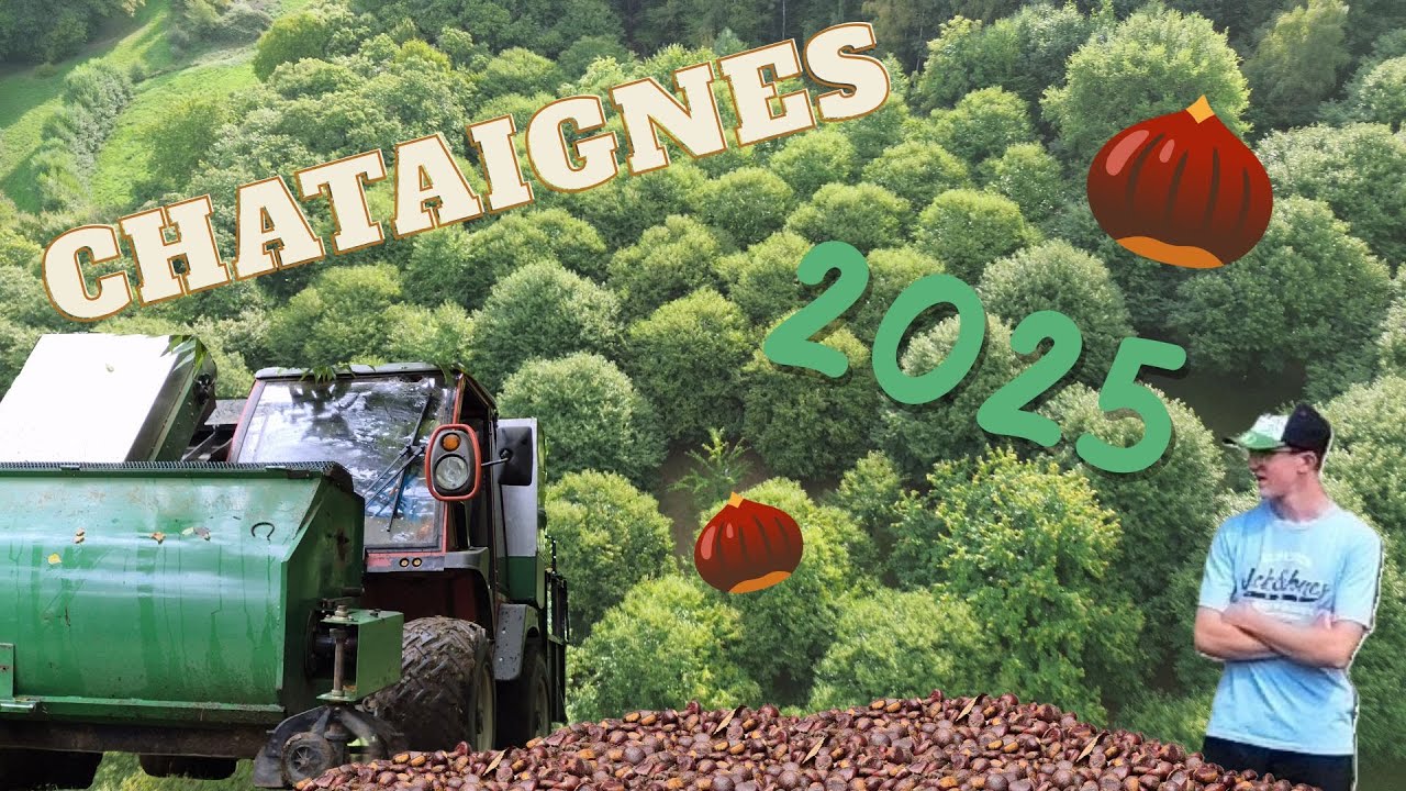 Récolte des châtaignes 2025 !!! Conditions difficiles