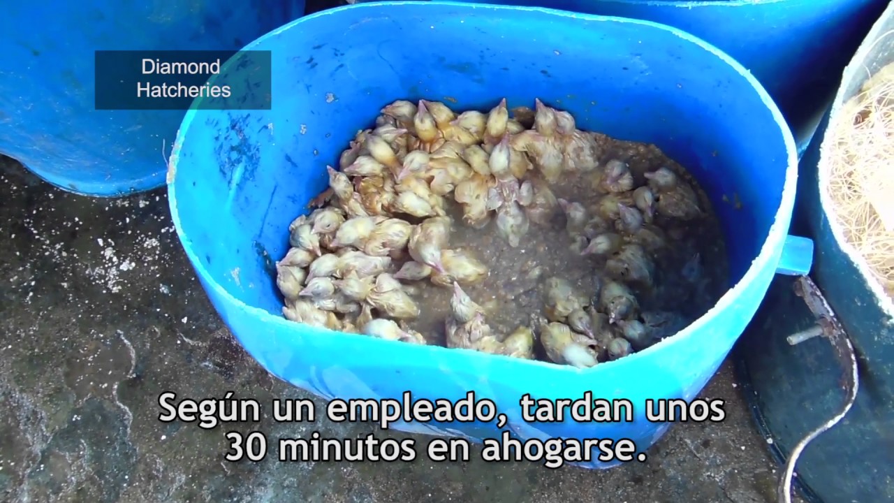 Pollitos aplastados, ahogados y quemados hasta morir para huevos y carne