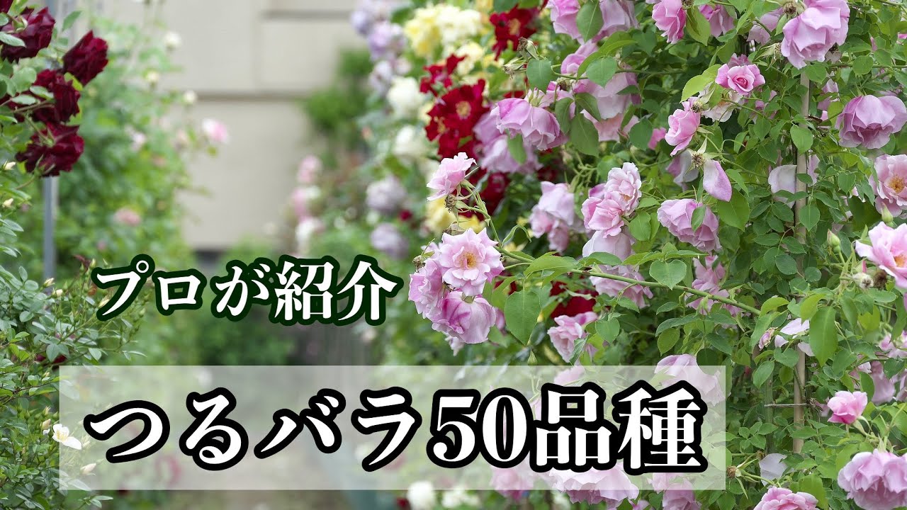プロが紹介するつるバラ約50品種