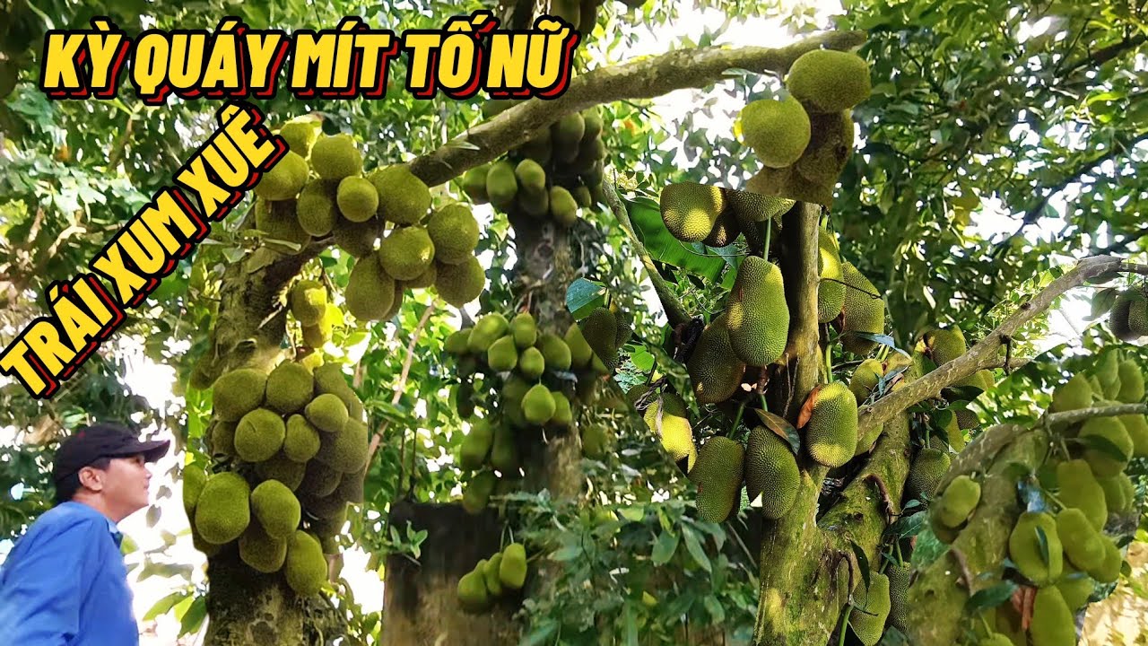 Giống Mít Tố Nữ Cho Trái Sai - Hương Vị Ngọt Ngào Thơm Đẩm Chất Miền Nam#Trung Tình TV