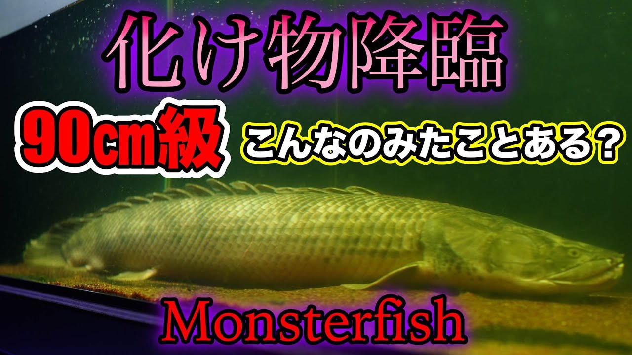 最大サイズ！コンゴコンギクス❗️90㎝級🔥特大モンスターを仕入れた[ベイサイドアクア]まるっきり　コンゴ　コンギクス特集　Polypterus congicus　Monster fish