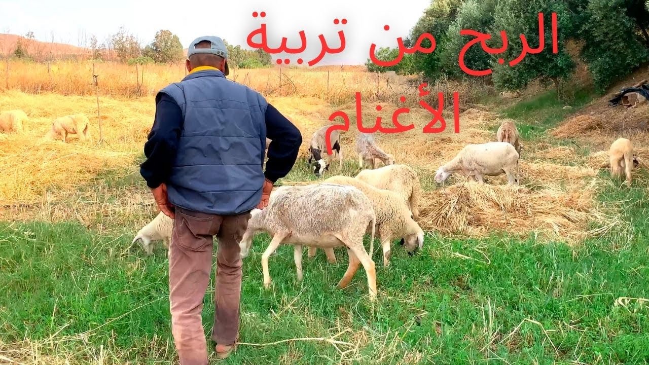 الربح من تربية الأغنام بأقل تكلفة + السكن في مدينة حودرن بـ 800 درهم فقط! 💰🇲🇦