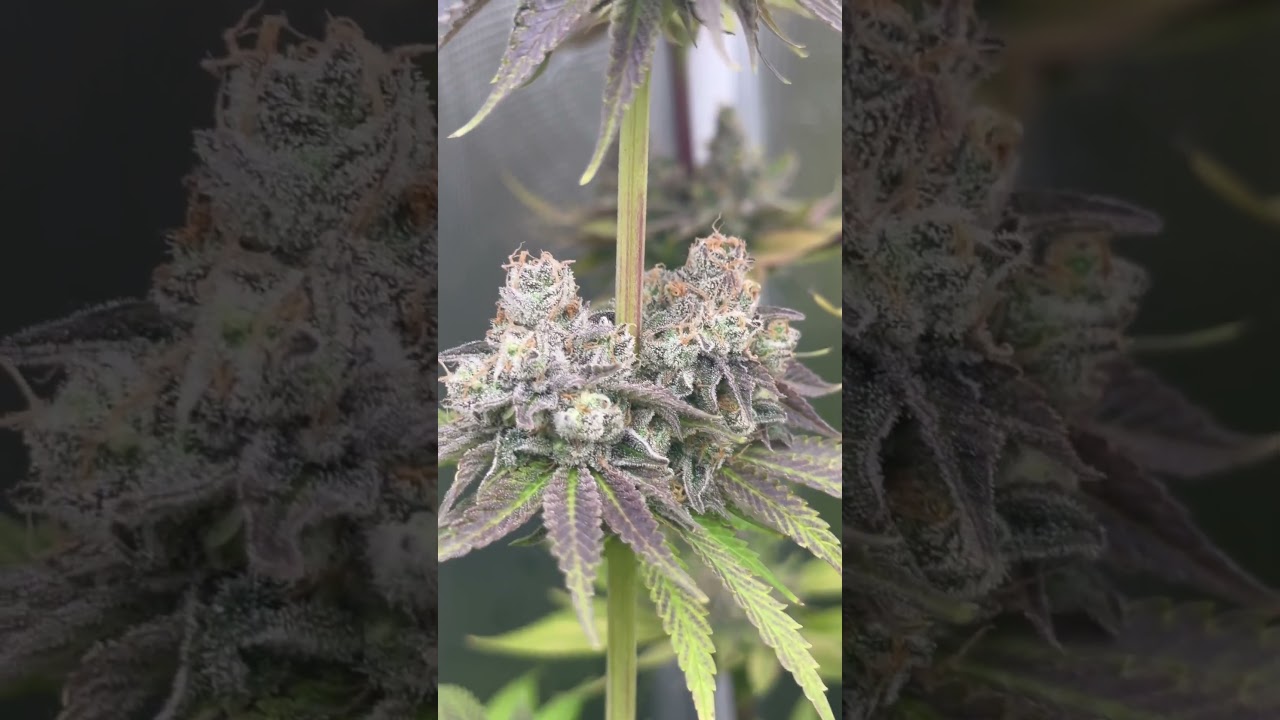 Di Frutti - Karma Genetics