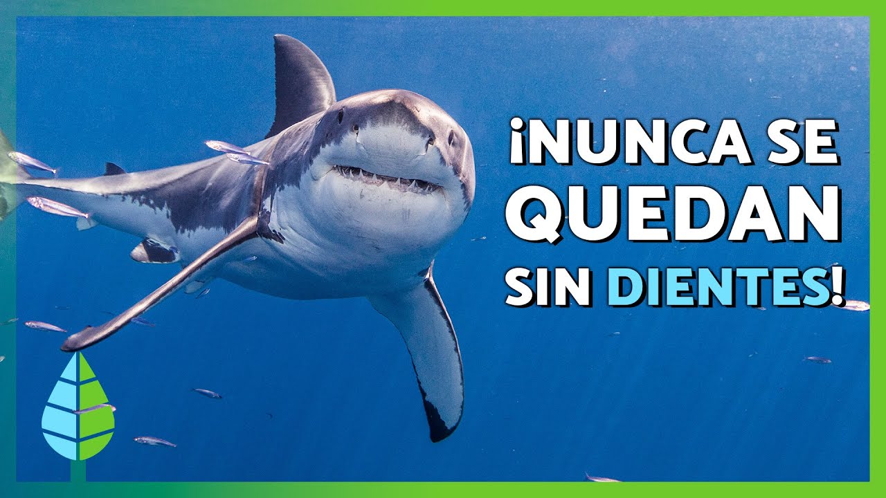 CURIOSIDADES de los TIBURONES 🦈 🌊  ¡Nunca se quedan sin DIENTES!