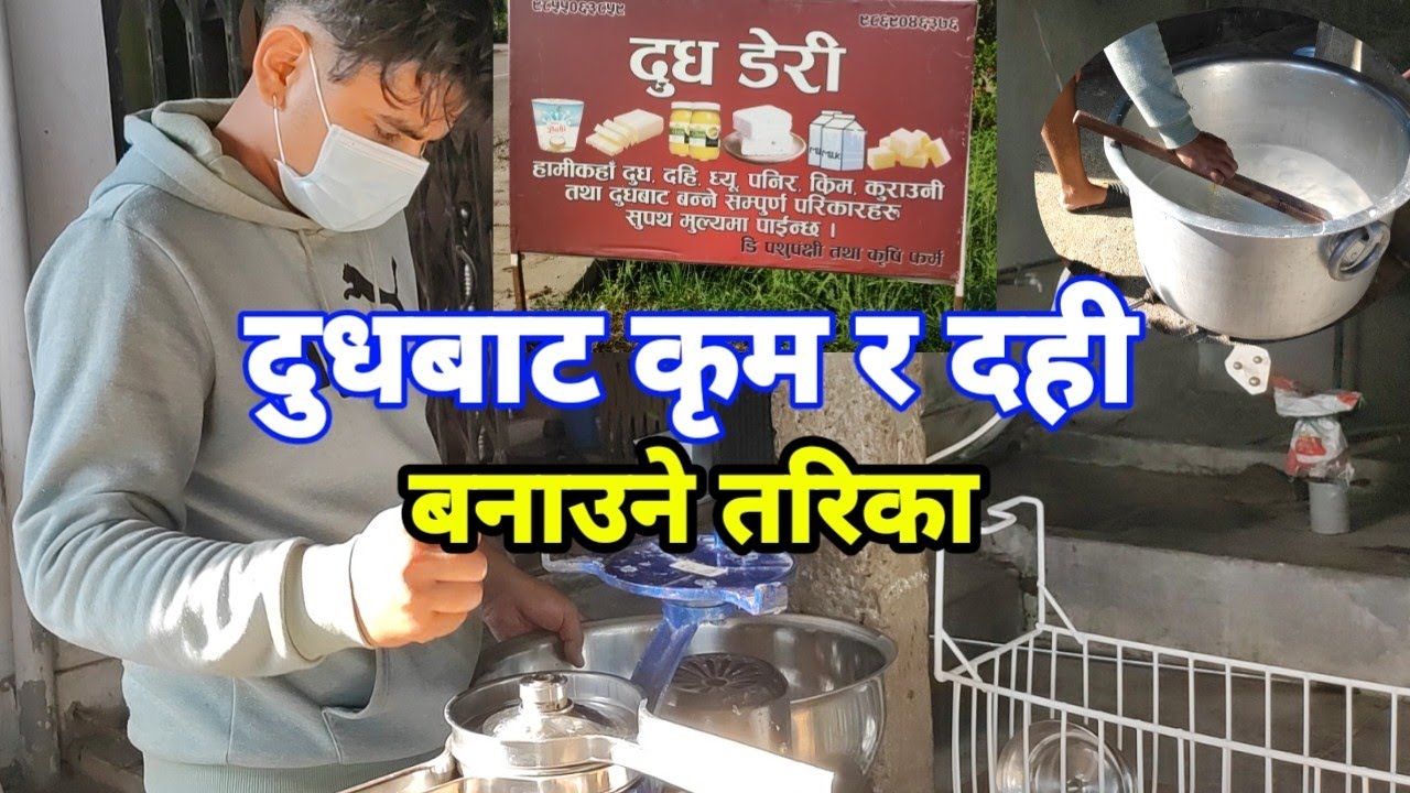 व्यवसायिक रूपमा धेरै दुध बाट कृम र दही कसरी बनाइन्छ सम्पुर्ण विधि सहित जानकारी लिनुहोस
