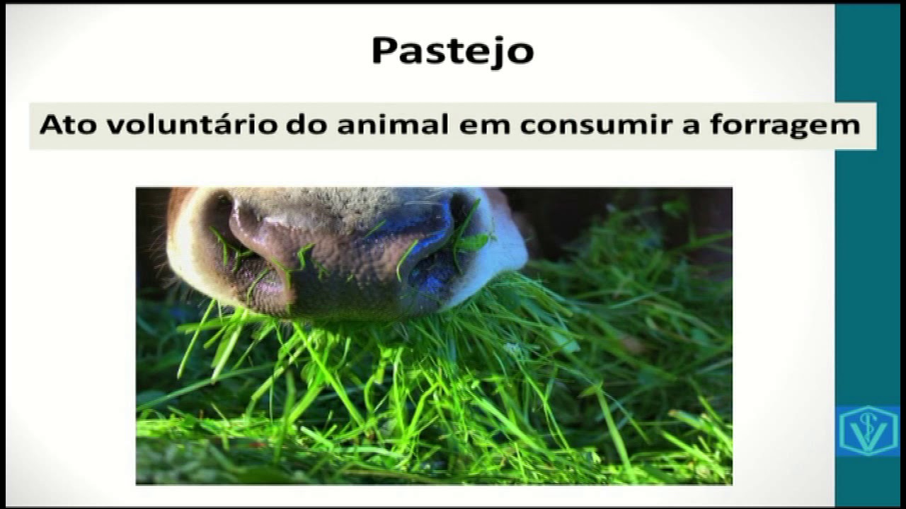 Conceitos Importantes em Forragicultura | Gram&iacute;neas, Leguminosas e Cact&aacute;ceas | Plantas Forrageiras