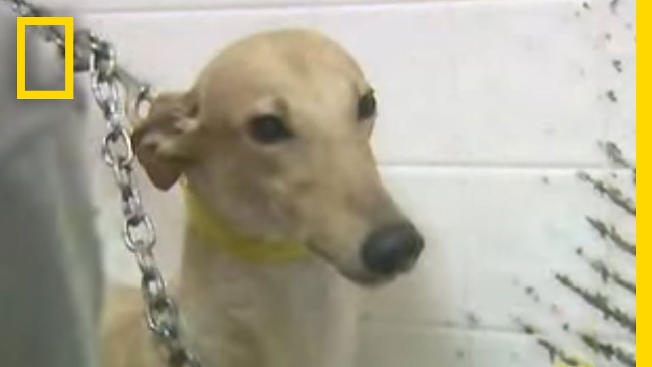 Greyhound Adoption | National Geographic