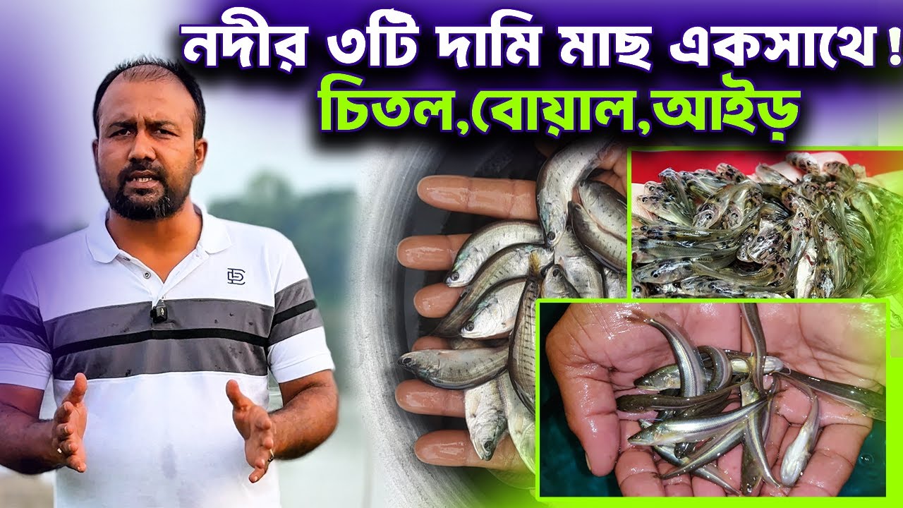 নদীর চিতল, বোয়াল ও আইড় মাছ চাষ | কোথায় পোনা পাবেন, কি খায়, কেমন লাভ | National Fish Farm