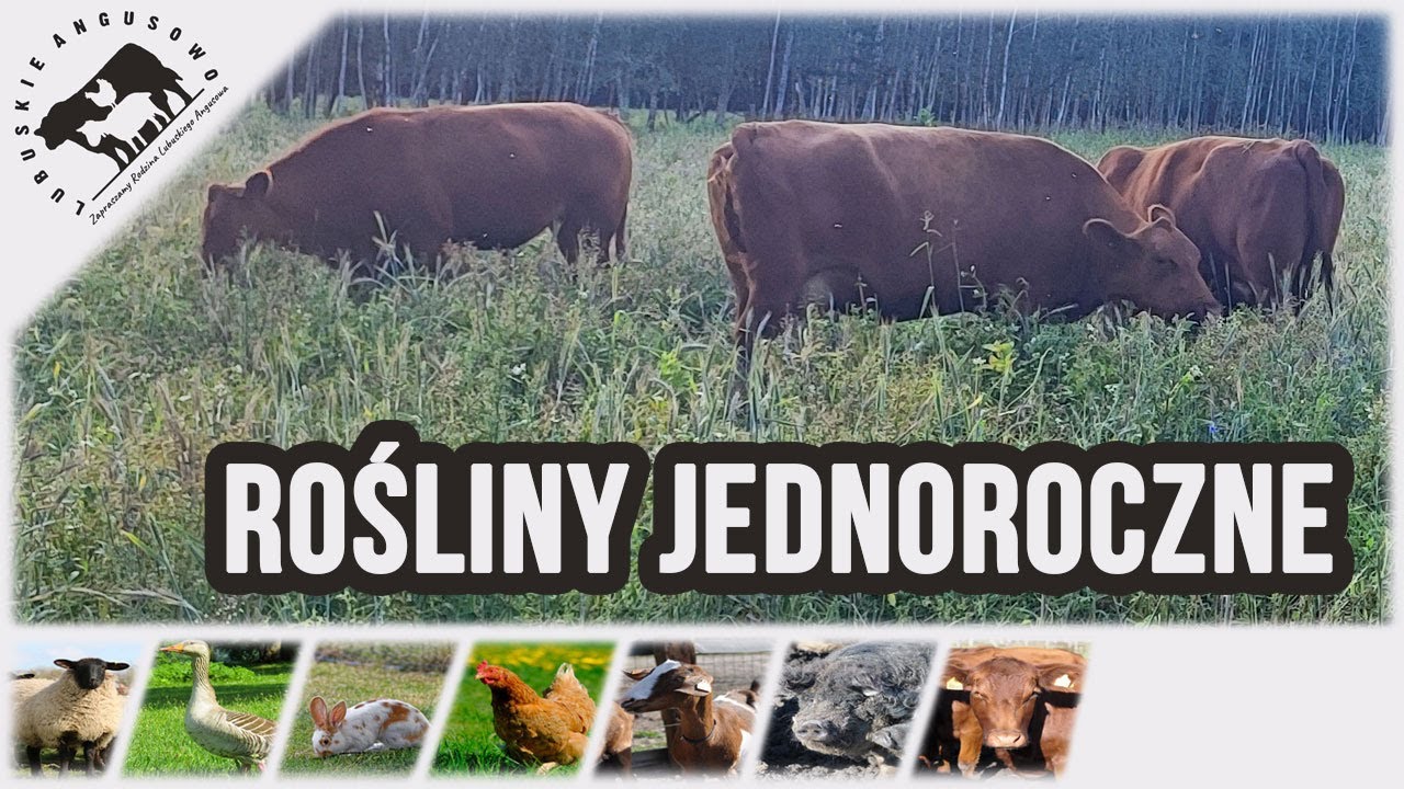 Lubuskie Angusowo - S7 E16 - Wypas balotowy - efekt roślin jednorocznych. Jakość mleka naszych krów