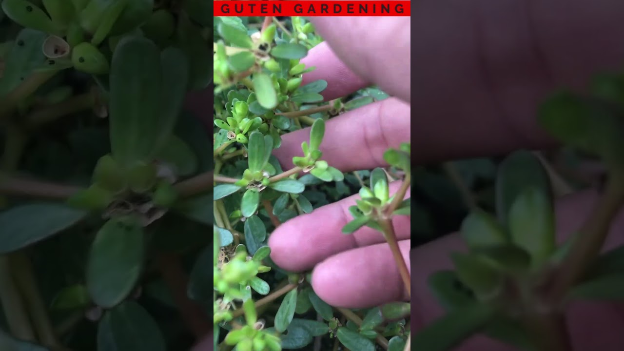 Why It's Taking Over Gardens EVERYWHERE - Purslane is Ubiquitous #shorts
