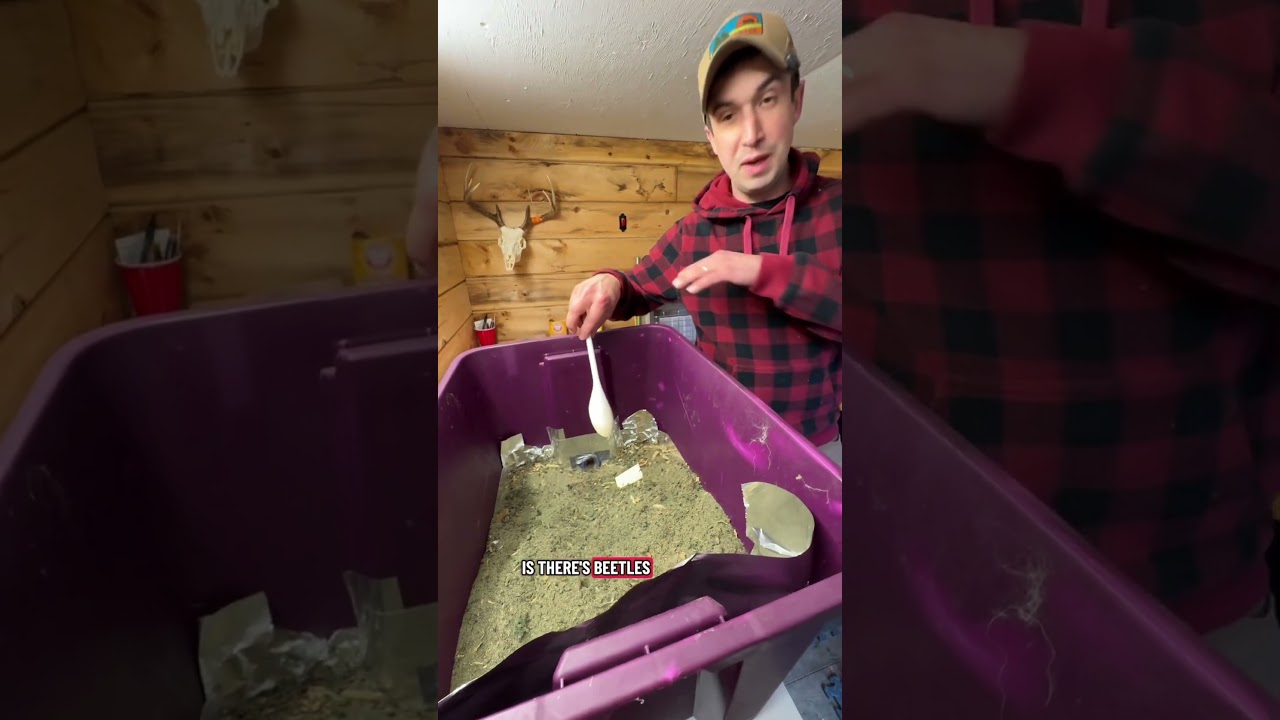 Очистка колонии кожеедов