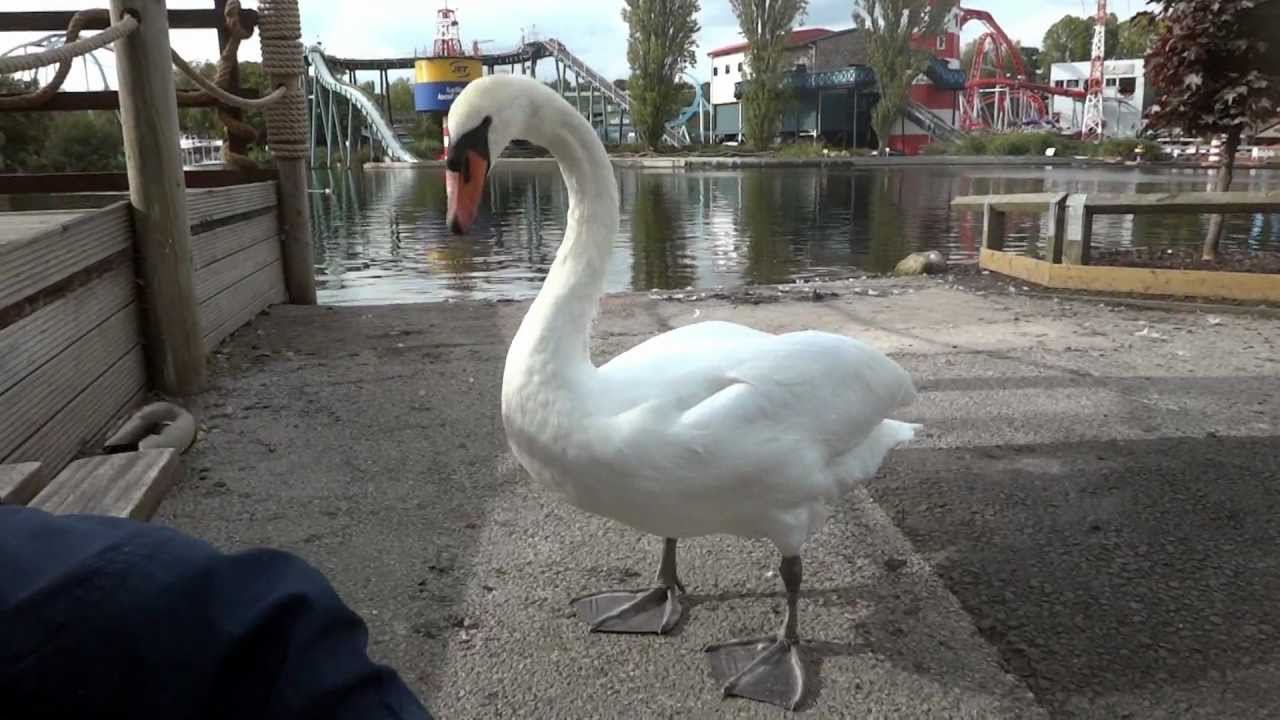 The Swans a Goose some Ducks and a Tray of Doughnuts