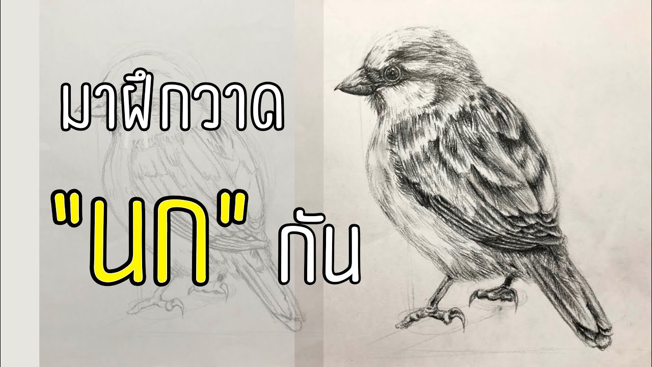 เทคนิคการวาดนก Drawing