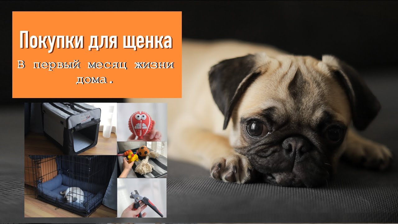 Что нужно купить для щенка? Первый месяц жизни в номом доме. Для чего нужна клетка (вольер). Корм RC