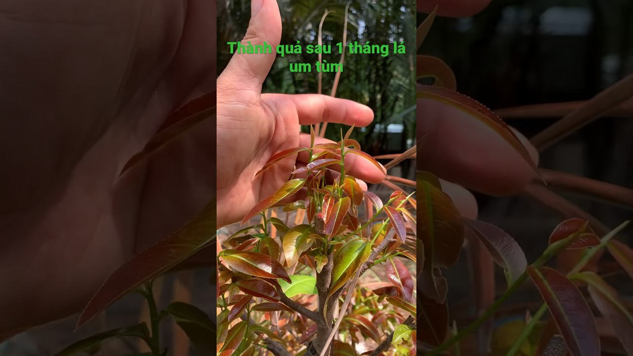 c&aacute;ch trồng c&acirc;y mai đơn giản sống khoẻ #maivangchogao #maigiaothuduc #cachtrongmai