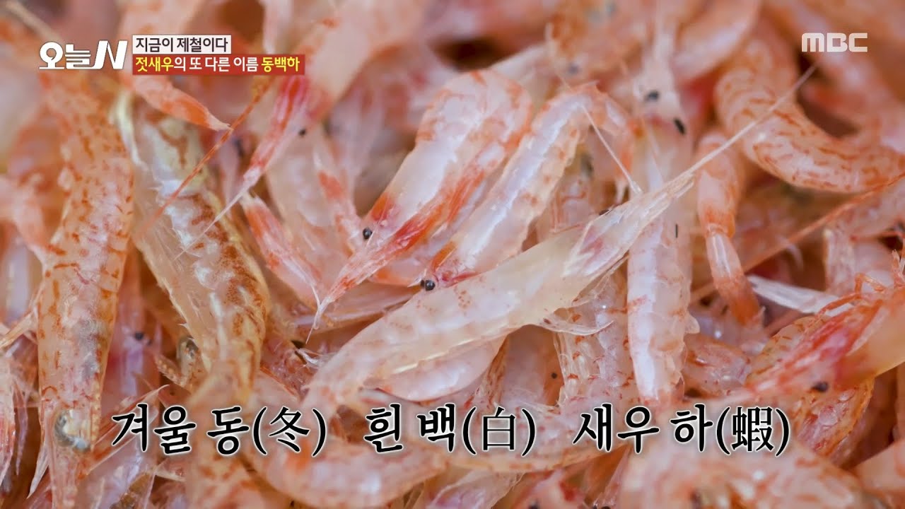 [오늘 N] 김장철에 꼭 필요한 동백하, 젓새우!, MBC 251127 방송