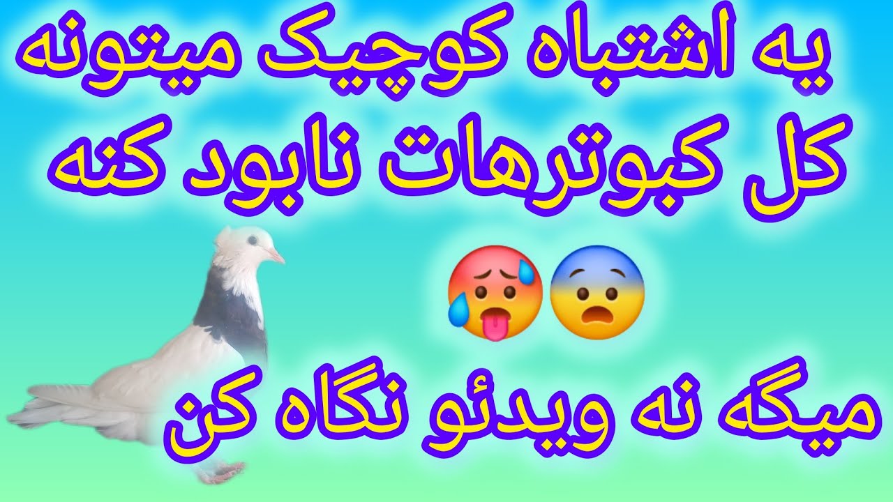 آموزش‌ترفندهایی برای رسیدگی اصولی به کبوتر..کوچکترین اشتباه کل کبوترات از بین میبره 