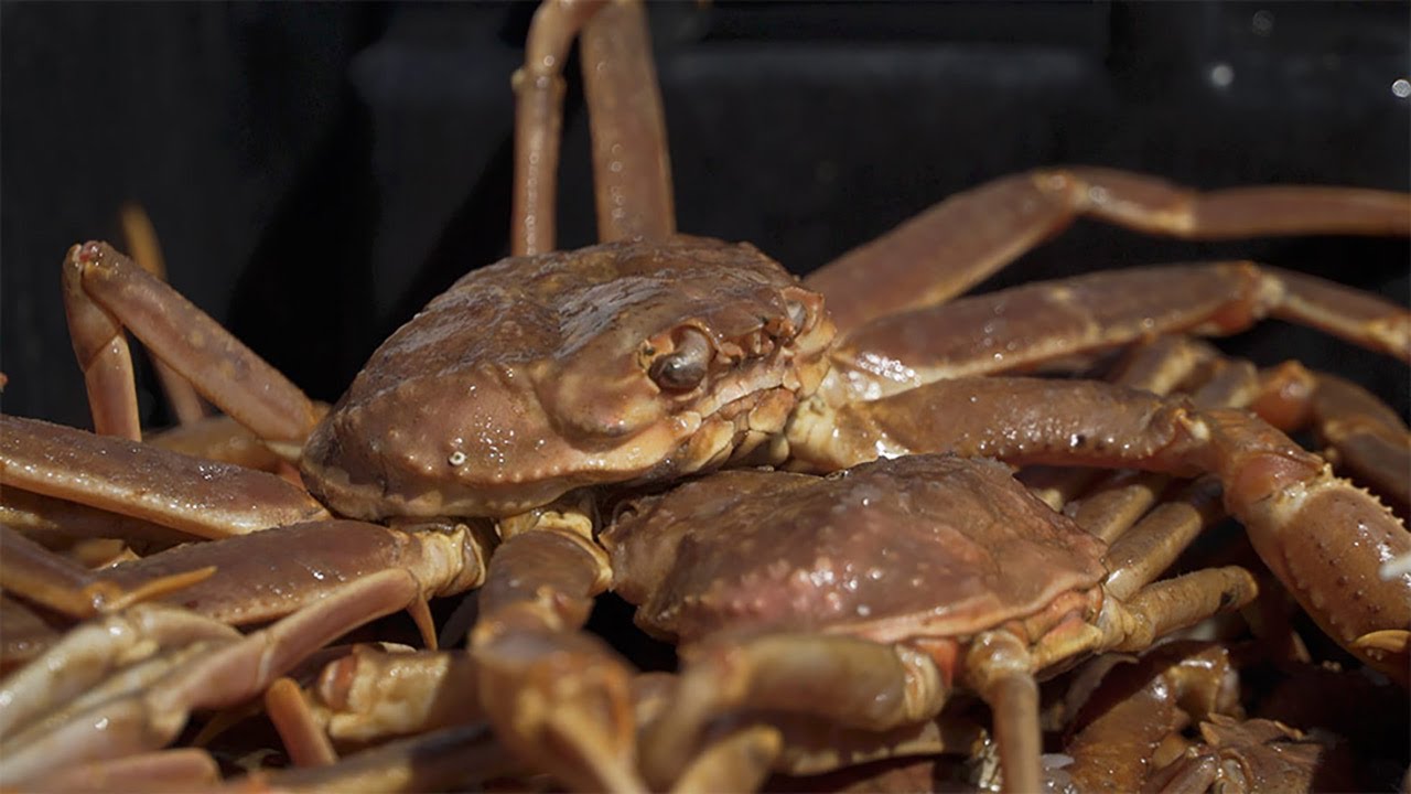 Le crabe des neiges de Bay de Verde | ON EST LES MEILLEURS