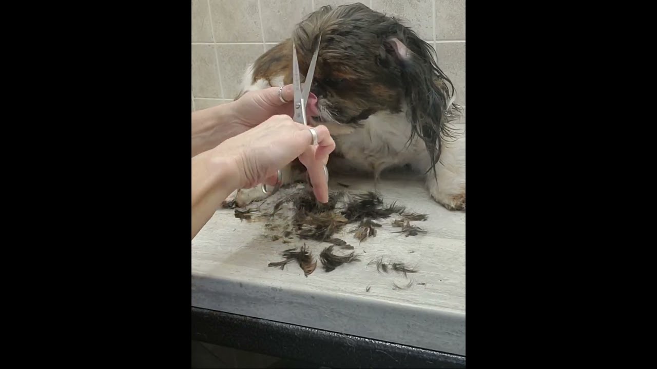 Relaxed Shih Tzu paw & nail, face & ear trim, dog grooming, no restraints