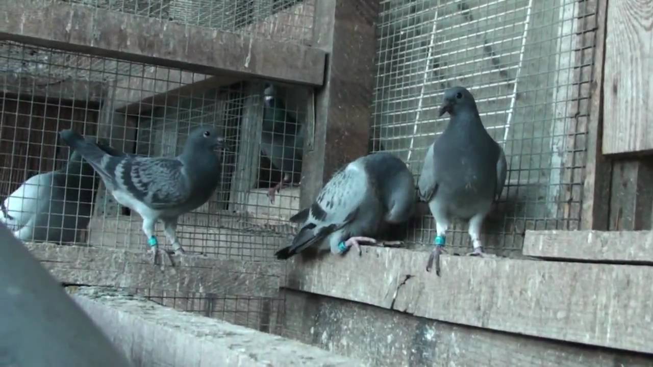 Teil 4-5, HODOWLA KULBACKI 2010 (  Janssen,Meulemans,DeKlak, Van Loon )