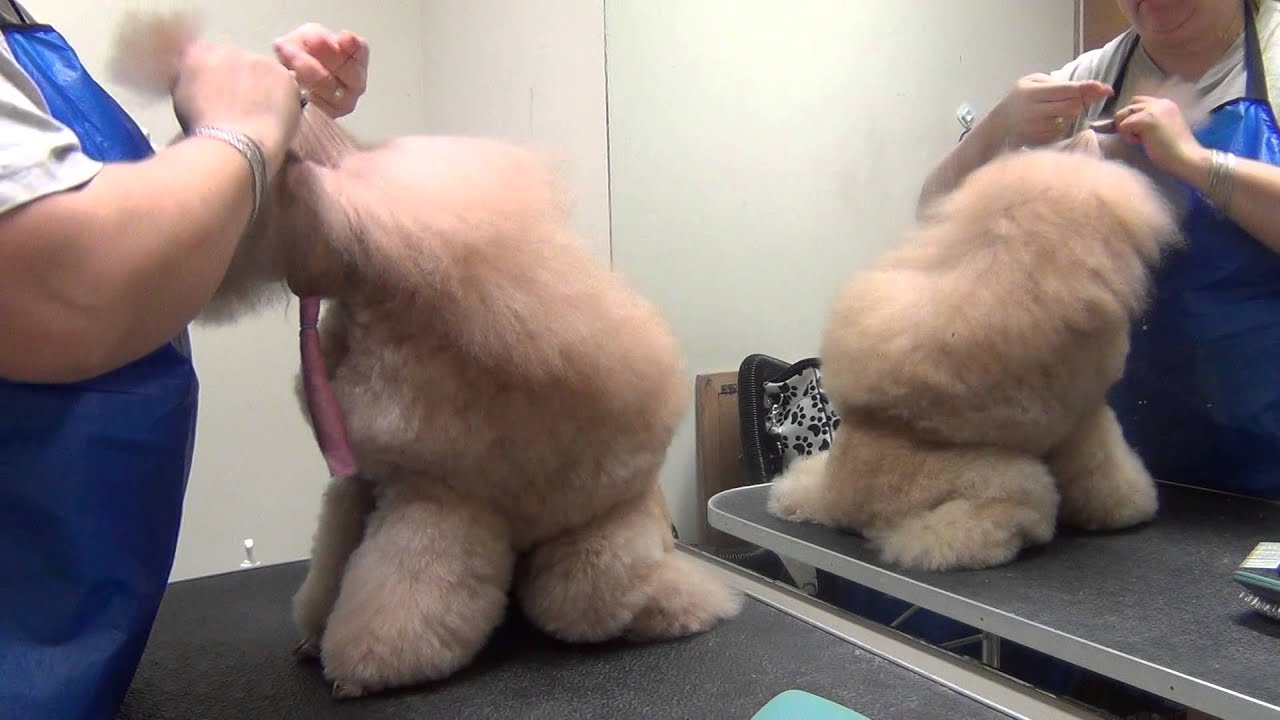 Show grooming Vol. 1.  www.chanson.ee