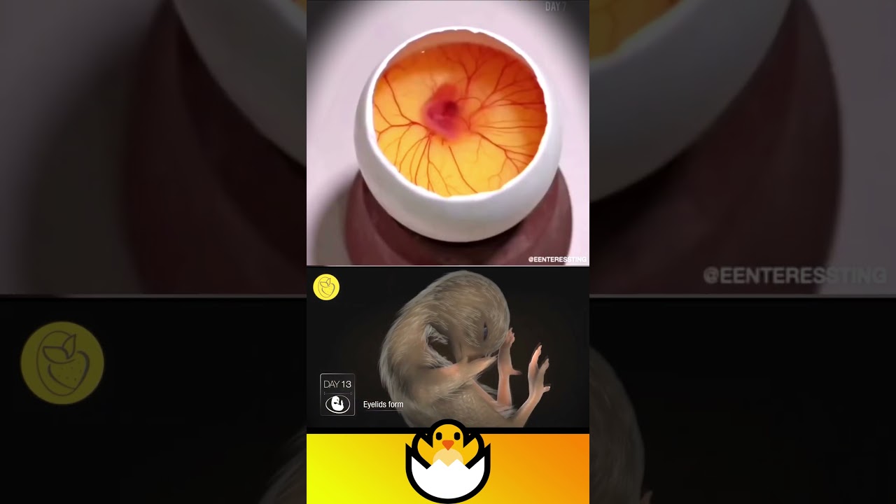 El espectacular😱 NACIMIENTO 🐣 de un POLLITO🐤 | (un PROCESO asombroso)