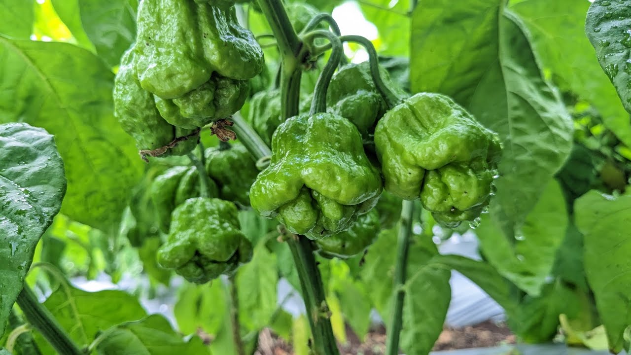 Second plot of scotch bonnet peppers in Jamaica. Applying the lessons learnt.