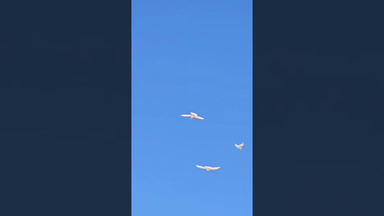 ابيض احمد المحمدي بر الانبار طير اكشن 