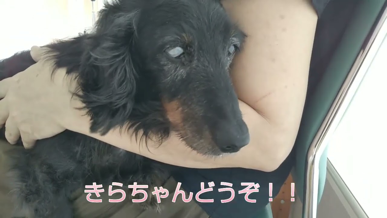 【後ろ足用ハーネス】【老犬 】ガーン😨ヘルニアの疑い 大嫌いな病院レーザー治療！朗犬きらくんは16歳