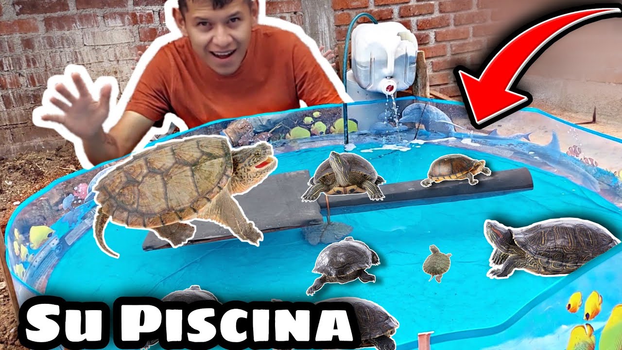 Nuevo Estanque para Mis TORTUGAS 🐢🐢 Míralas Comer!