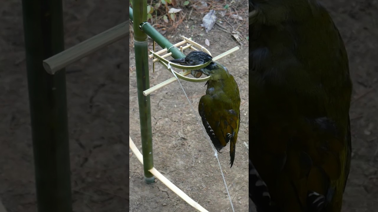 make bird trap in the forest
