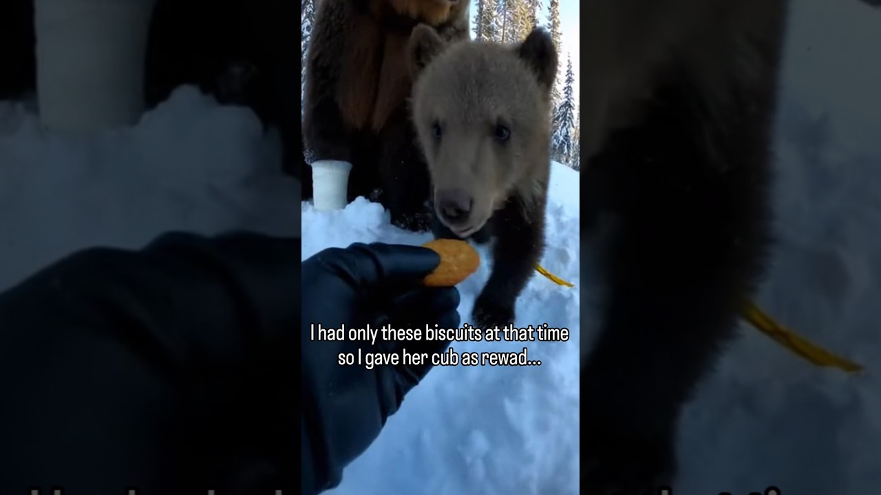 Bear cub led me to his Injured mother #rescue #bear #cubs #shorts