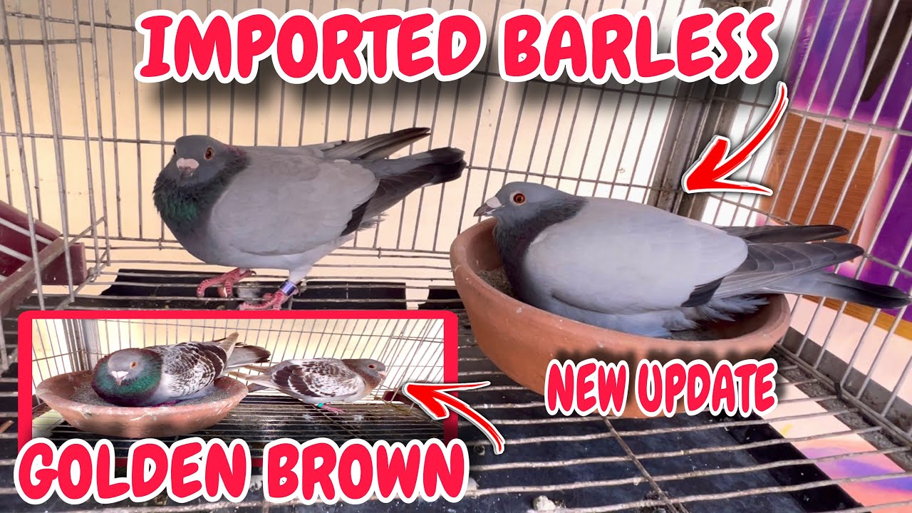 EP836 - SOBRA GANDANG GOLDEN BROWN AT BARLESS NEW UPDATE!