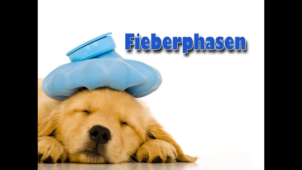 Fieberphasen | Pflege Kanal