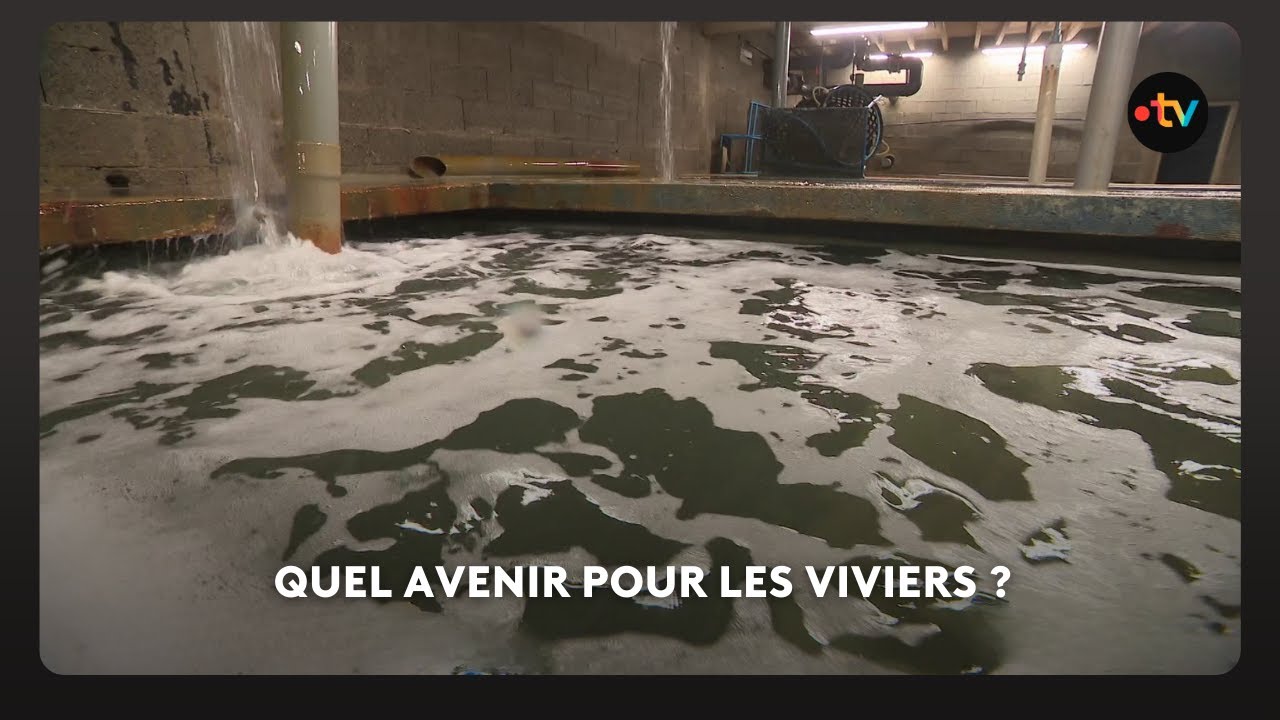 Economie : Quel avenir pour les viviers ?