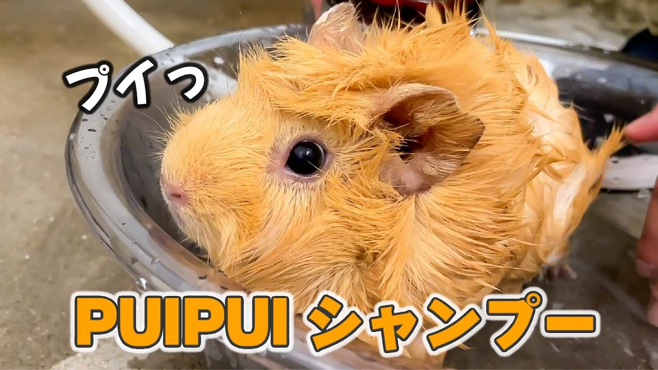 シャンプー中に脱走を試みるモルモットですが、可愛いので良しとします。Shampoo guinea pigs.