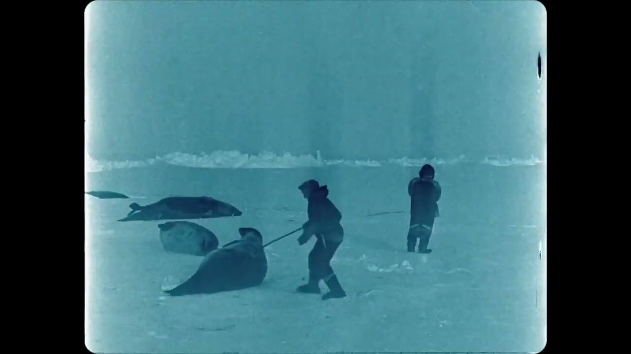 BESTIARI, ERBARI, LAPIDARI Clip bestiari  pinguino