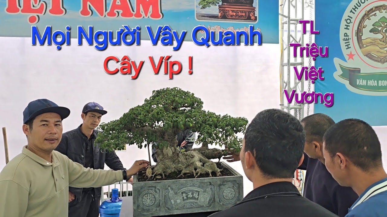 MỌI NGƯỜI VÂY QUANH CÂY Bonsai QUÝ ở TL TRIỆU VIỆT VƯƠNG - Hưng Yên 2026 .