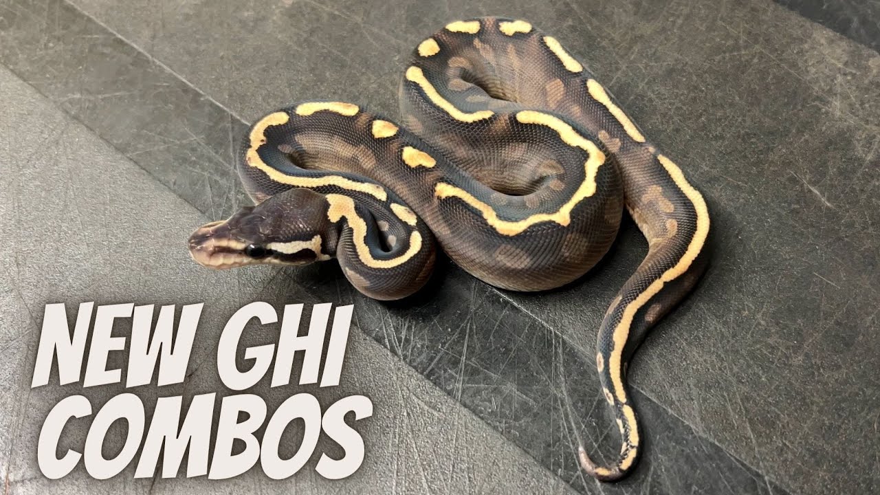How Tough Is It To ID Them? Redstripe, GHI And Cinnamon Clutch