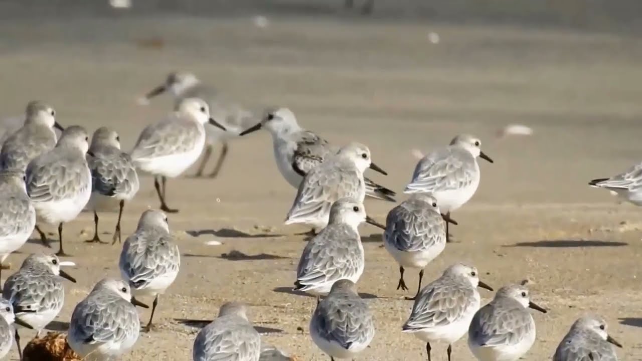 渚を疾走する団子のようなミユビシギ集団 【　Sanderling　】