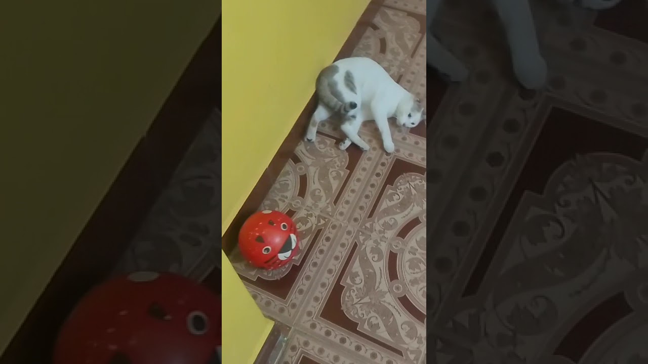 Cat Funny video