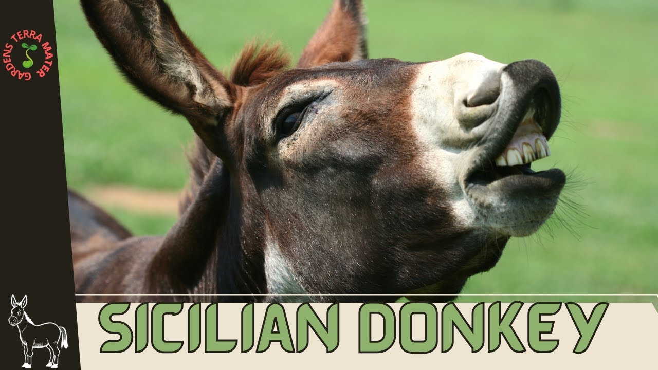 Sicilian Donkey (Equus africanus asinus): Majestic Beauty of Italy's Isles