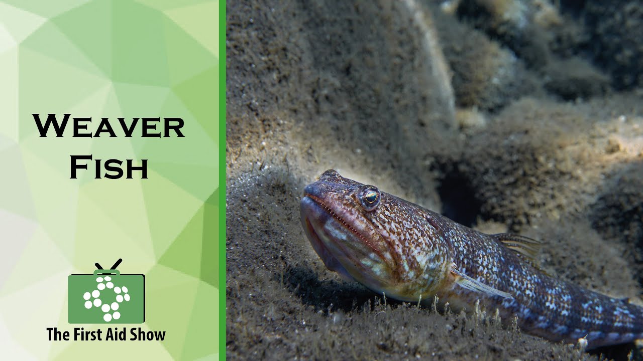 Weaver Fish