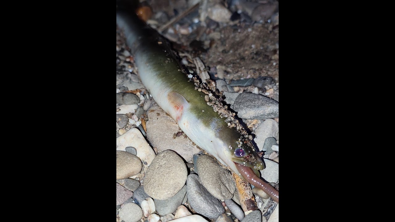 Aal Angeln am Rhein!😍😎🔥Erster Zander Versuch und neue Stellen testen!🦀🦀👌👌